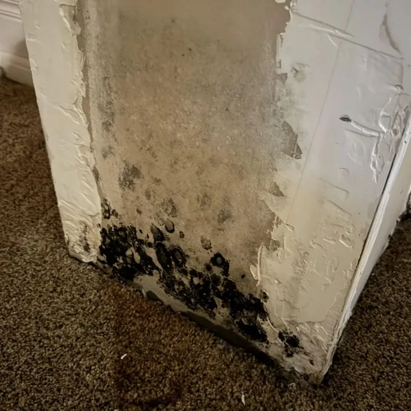 Professional Mold Removal in New London County, CT